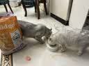 素力高（SolidGold）猫粮美毛进口高蛋白鳕鱼鱼油猫粮12磅/5.44kg 实拍图