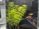 京东京造ART智能生态缸桌面鱼缸小型神仙射灯背滤一体免滤自循环鱼缸 实拍图