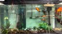 森森鱼缸增氧泵水族箱氧气泵LQE-200家用小型充氧泵4W双孔+全套配件 实拍图