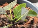史丹利花盆家用树脂塑料盆栽加厚多肉月季阳台庭院加仑盆象牙白高140mm 实拍图