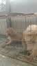 宝路狗粮 泰迪田园犬狗粮 中小型犬 狗主粮烘焙粮通用狗干粮 中小型犬牛肉蔬菜口味7.5kg 实拍图
