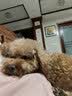 亿迪 狗粮冻干10斤装幼犬金毛萨摩耶边牧拉布拉多大型犬全价狗粮 实拍图