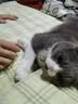 多特思羊奶系列猫草主食罐头奶炖6罐湿粮成幼猫慕斯化毛罐头温补排毛 实拍图