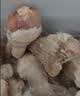 新鲜冷冻大鸡腿肉琵琶腿烧烤食材生鲜鸡腿肉炸鸡烤肉食品 净重4斤(个数约11-13个) 实拍图