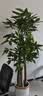 叹为观止大型植物发财树各种大颗盆栽开业乔迁客厅办公室内好养大型花卉 三杆发财树【1.6-1.8米】 含盆 实拍图