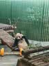 麦富迪猫粮 超肉粒冻干双拼成猫粮美毛护肠胃 三文鱼2kg 实拍图