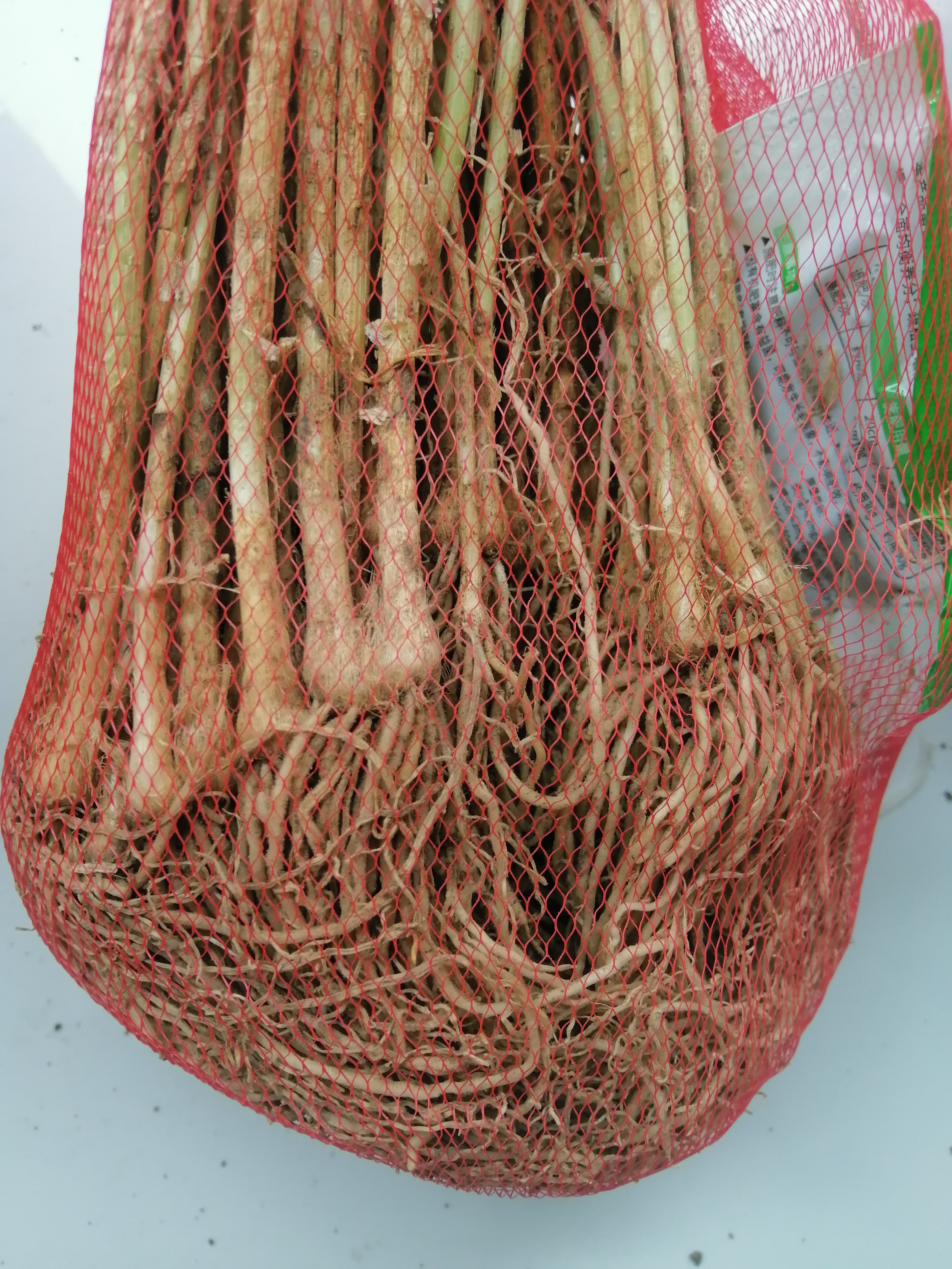 大禹韭菜根苗新根紫红根大叶韮菜移栽根种子四季寿光本地老品种蔬菜 寿光紫红根宽叶韭菜根苗200棵+肥2包 紫根不明显 实拍图