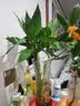花翁水培绿植物招财转运室内水养花卉盆栽文昌竹4支(50-60cm)源头直发 实拍图
