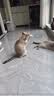 阿柴与猫猫玩具逗猫棒猫咪棒长杆羽毛钓幼小猫玩具鱼竿铃铛猫耐玩耐咬神器 实拍图