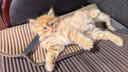 多特思猫罐头猫湿粮主食罐浓汤补水罐猫咪零食下午茶金瓜奶露60g*6罐 实拍图