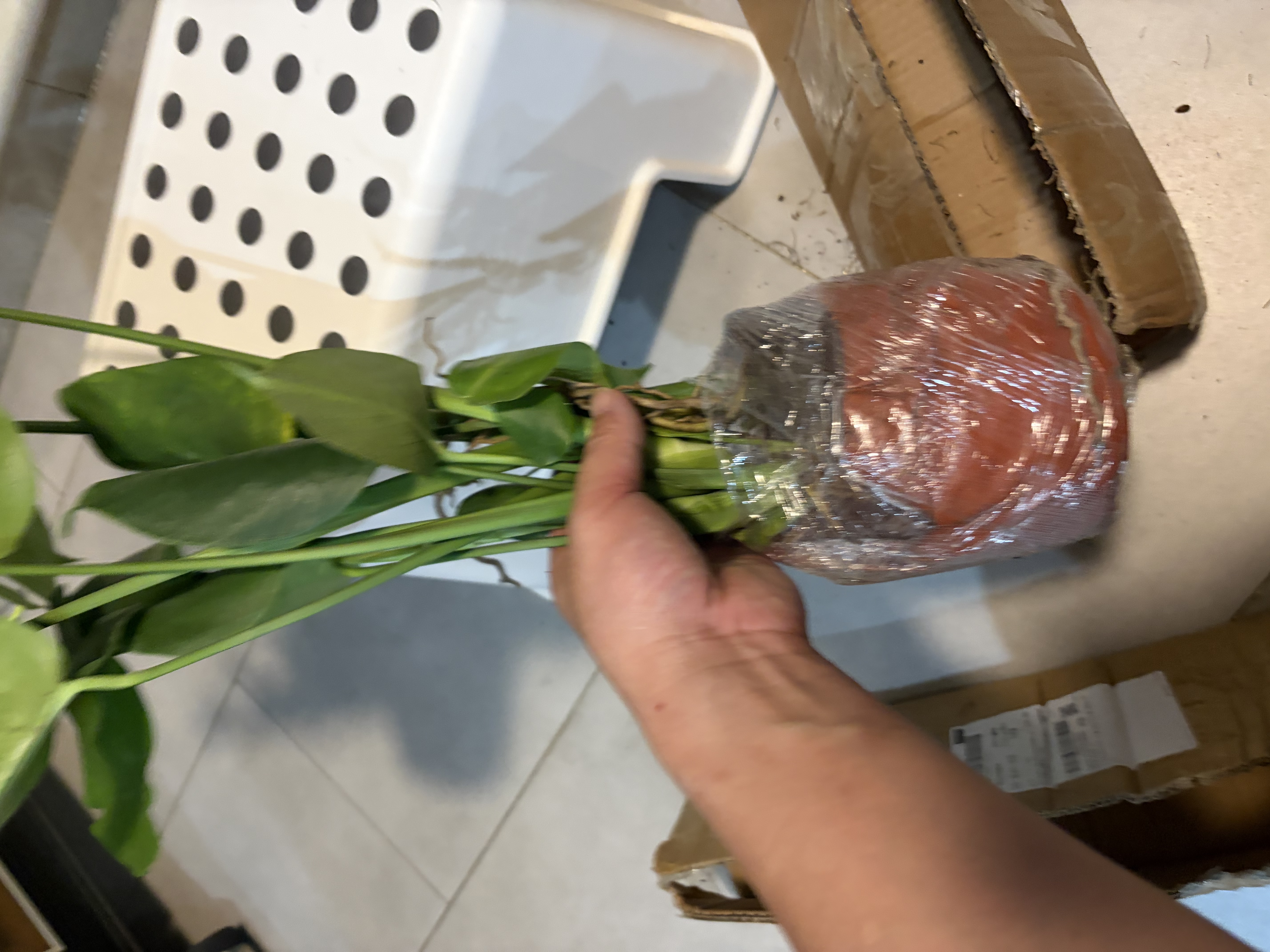 京东绿植龟背竹盆栽绿植物土培小型室内小盆栽室内办公室好养原土源头直发 实拍图