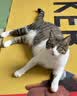 沃趣原味膨润土低尘结团小颗粒矿土吸水猫咪用品20斤 实拍图