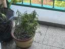 陶瓷大花盆家用落地兰花多肉盆紫砂粗砂花盆特价清仓大口径花盆 大小口径19+22+25三个盆+托盘 实拍图