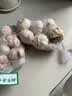 大蒜精装出口蒜出蔬菜水果调料牛肉生蚝小龙虾食材 山东金乡出口标准网袋大蒜 净重1.8斤 中果直径4cm 实拍图