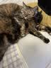 宽福猫粮 全蛋奶霜烘焙粮45%粗蛋白猫鲜肉盛宴6重美毛因子猫粮5kg*2袋 实拍图