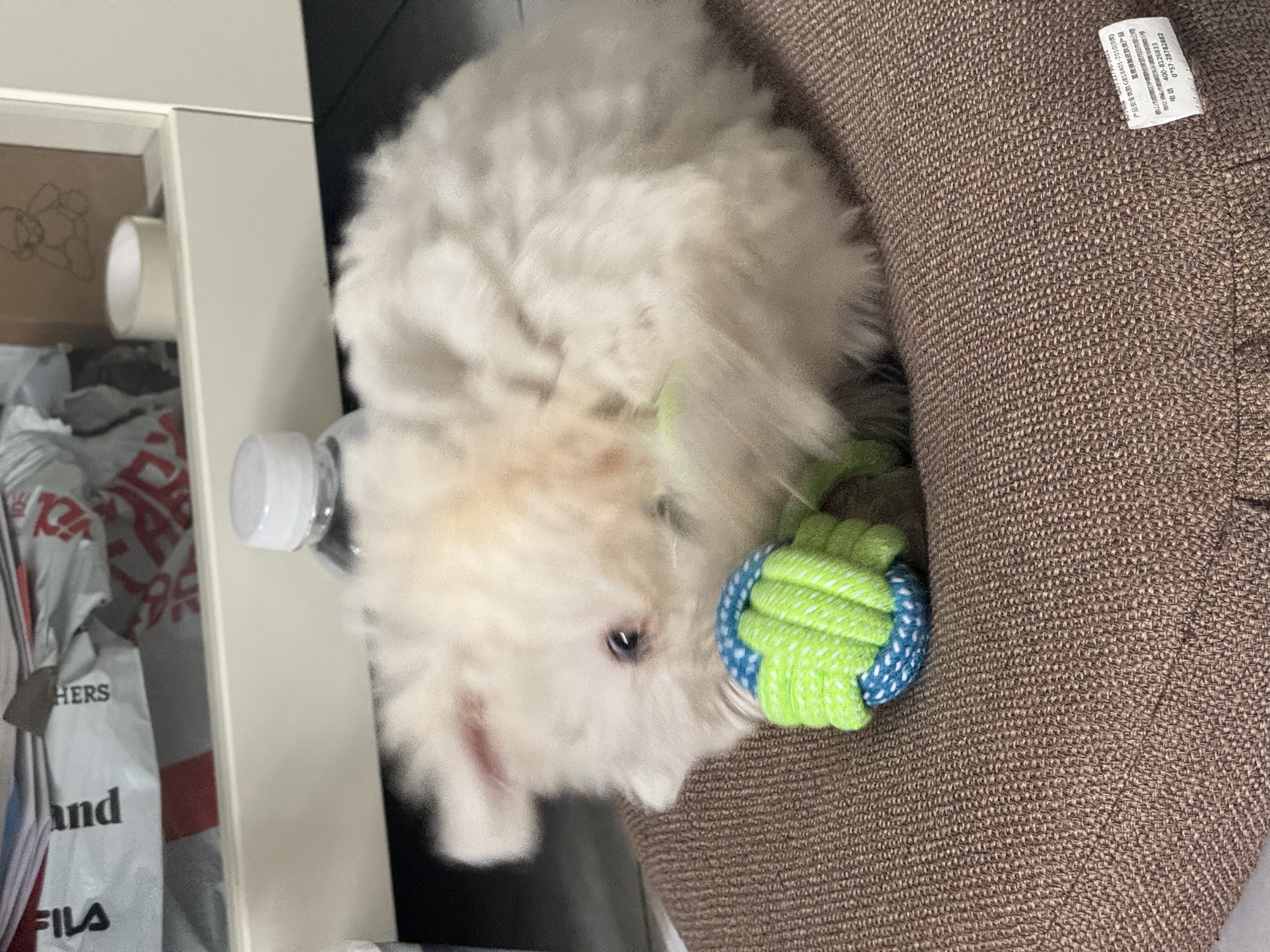 普安特宠物狗狗驱虫药犬驱虫体内外一体跳蚤犬虱非泼罗尼爱滴克 实拍图