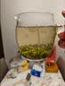 京东京造【2026新茶】明前特级毛尖250g茶叶绿茶栗香春茶自己喝性价比 实拍图