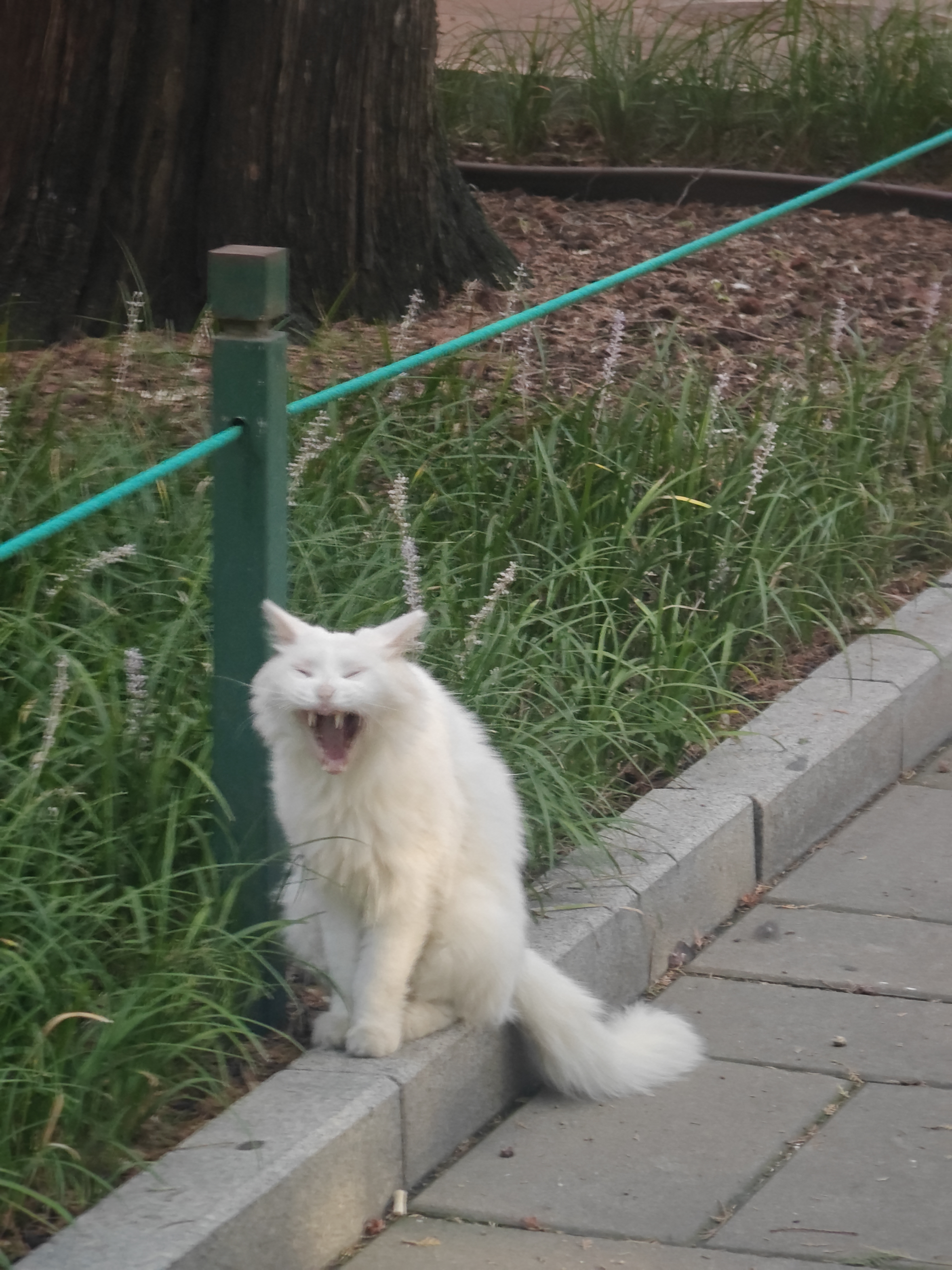 皇家猫粮 成猫猫粮 泌尿道呵护 U31 1岁以上  50g*3 实拍图