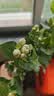 茉莉花苗盆栽带花苞九里香老桩驱蚊花卉植物室内浓香四季开花好养 小份茉莉花【2-3颗】一点苞   不含盆 实拍图