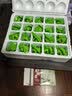 都丰年咸鸭蛋礼盒装65g*20枚白洋淀地理标志产品 源头直发 实拍图