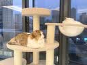 兽牌森林猫爬架大型猫树猫窝一体豪华剑麻猫架太空舱缅因大猫四季适用 森林【经典款】 实拍图