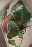 花翁北欧海芋盆栽办公室内桌面绿植花卉 青苹果竹芋+斜口瓷盆源头直发 实拍图