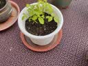 爱丽思花盆塑料圆形树脂多肉花盆种花种菜盆绿萝爱丽丝 白色口径20.3cm 实拍图