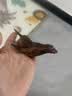 乐蓓富仿真海洋动物模型玩具海底世界生物鲨鱼1-3岁2宝宝六一儿童节礼物 实拍图