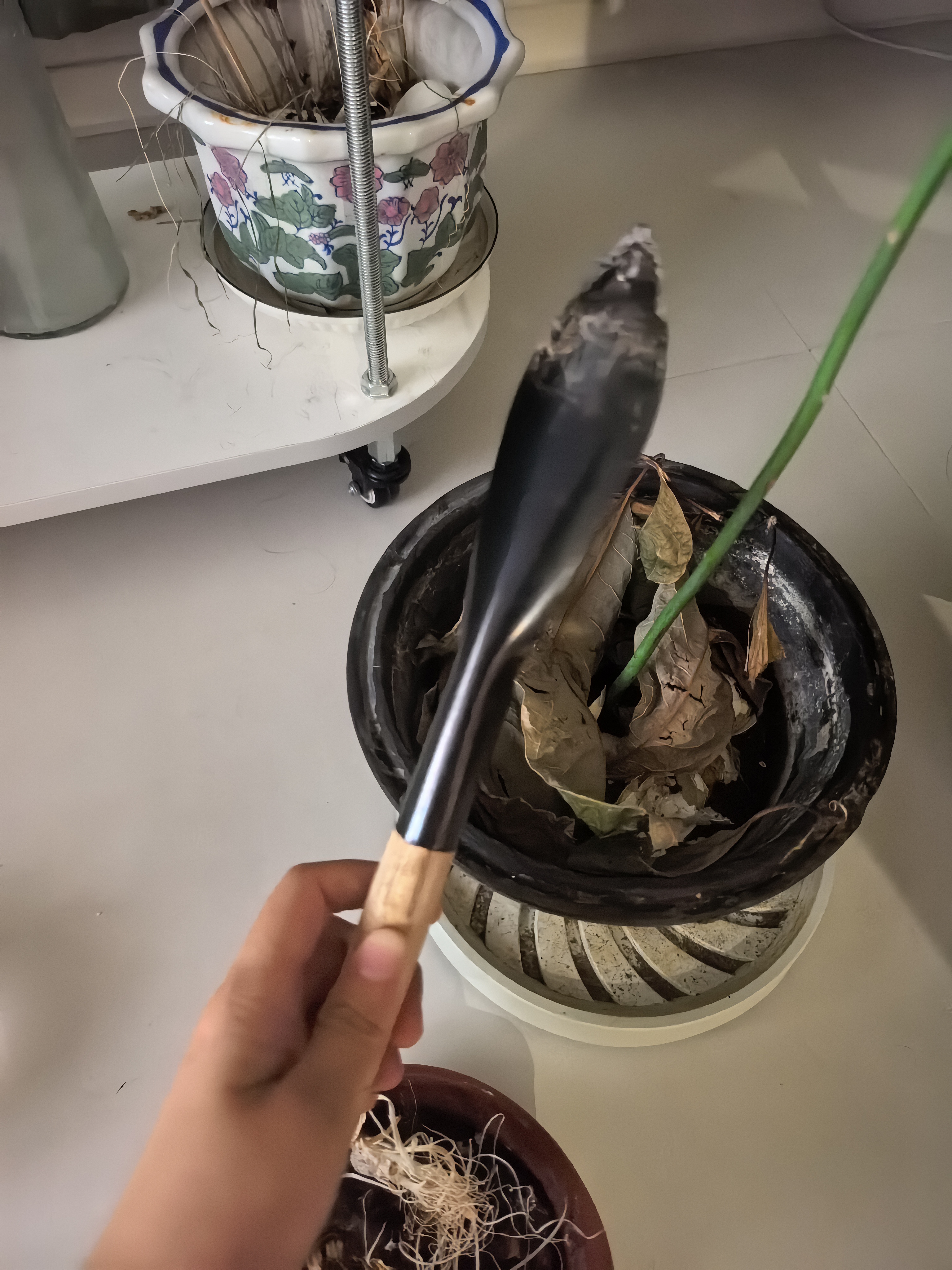 园林神器铲子锰钢挖土种花野菜铁铲养花工具花卉除草农用种菜铁锨 65锰钢木柄尖铲1把 实拍图