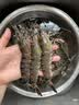 京觅海外直采泰国活冻黑虎虾400g(41/50规格)16-20只/盒中秋 实拍图
