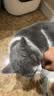 喵洁客（CAT FEVER）美国原装进口猫砂强力结团钠基矿石猫砂低尘抗菌除臭蓝标14磅 实拍图