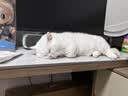 皇家猫粮 成猫猫粮 营养均衡 F32 通用粮 1-7岁 15KG 实拍图