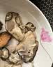 冰鲜生蚝肉200g(8-10粒） 实拍图