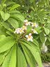 史丹利山茶花茉莉花杜鹃花君子兰栀子花肥料专用肥家用营养液酸性500ml 实拍图