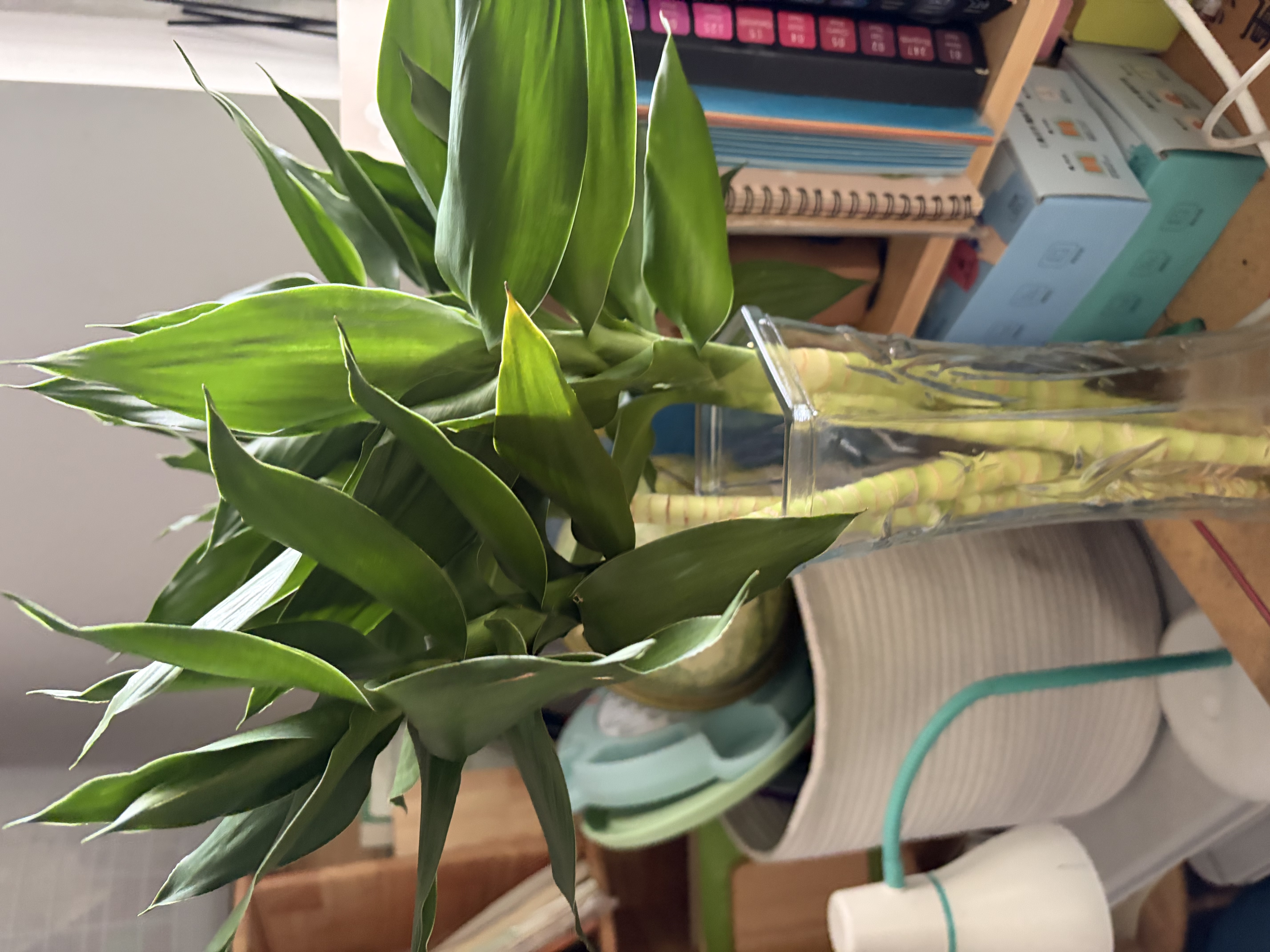 花翁水培绿植物招财转运室内水养花卉盆栽文昌竹4支(50-60cm)源头直发 实拍图
