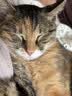 喵先生【带挂碗+垫板】宠物航空箱大号狗猫托运箱猫咪狗狗航空箱运输箱 一号 建议12斤以内 实拍图
