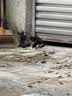 大宠爱 猫驱虫药 体内外同驱耳螨虱子跳蚤虫 2.6-7.5kg成猫 6支装 实拍图
