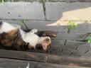 京七猫粮5斤成猫粮鱼肉海洋鱼口味成猫专用全价天然爱心流浪救助2.5kg 实拍图
