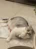 皇家猫粮 成猫猫粮 营养均衡 F32 通用粮 1-7岁 2KG 实拍图