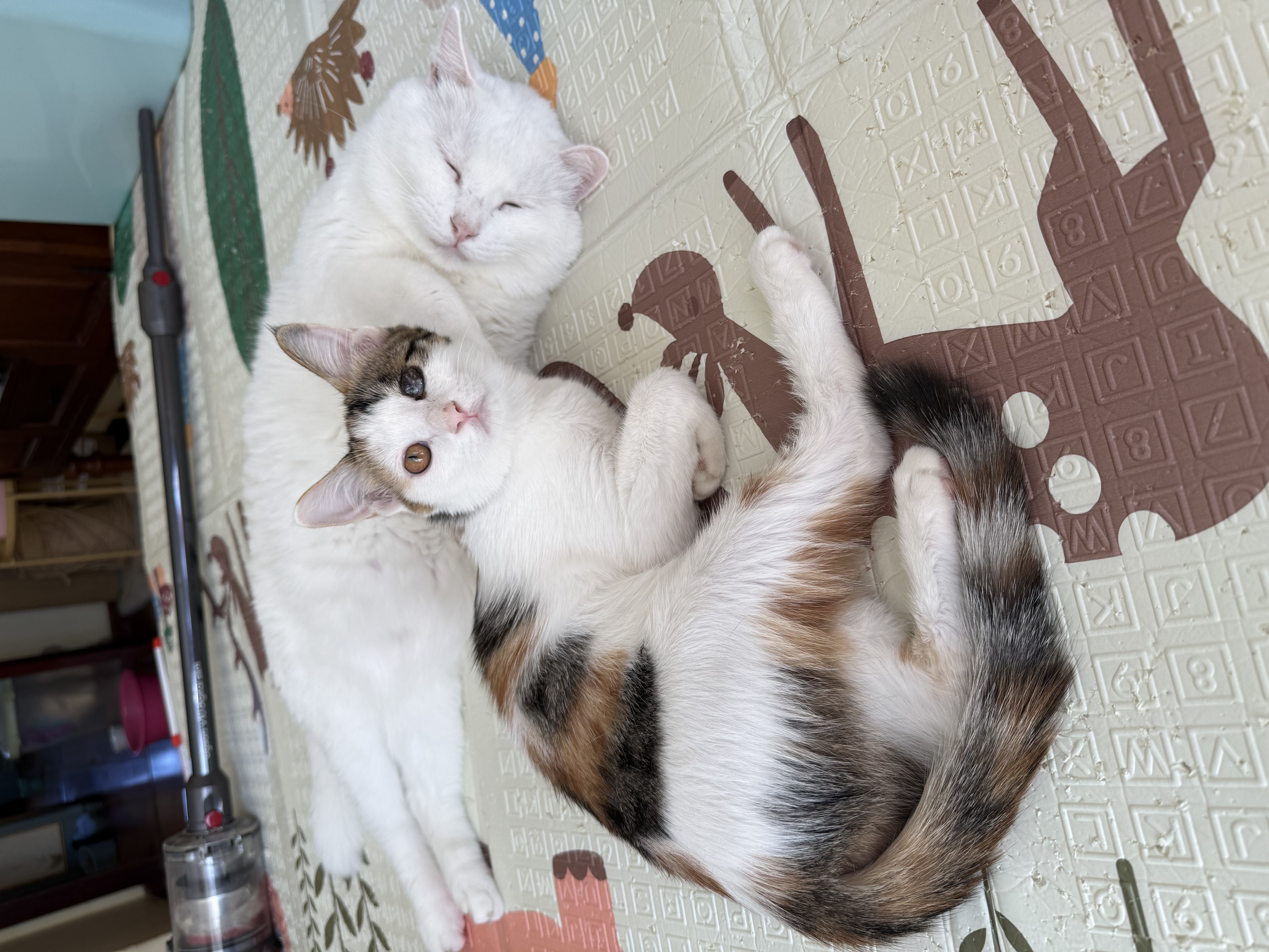 伟嘉主食猫罐头软包 猫主食餐包湿粮 进口成猫妙鲜包85g*12混合味 实拍图