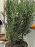 京云梦 迷迭香盆栽驱蚊虫植物可食用西餐牛排水培花卉塑料盆源头直发 实拍图