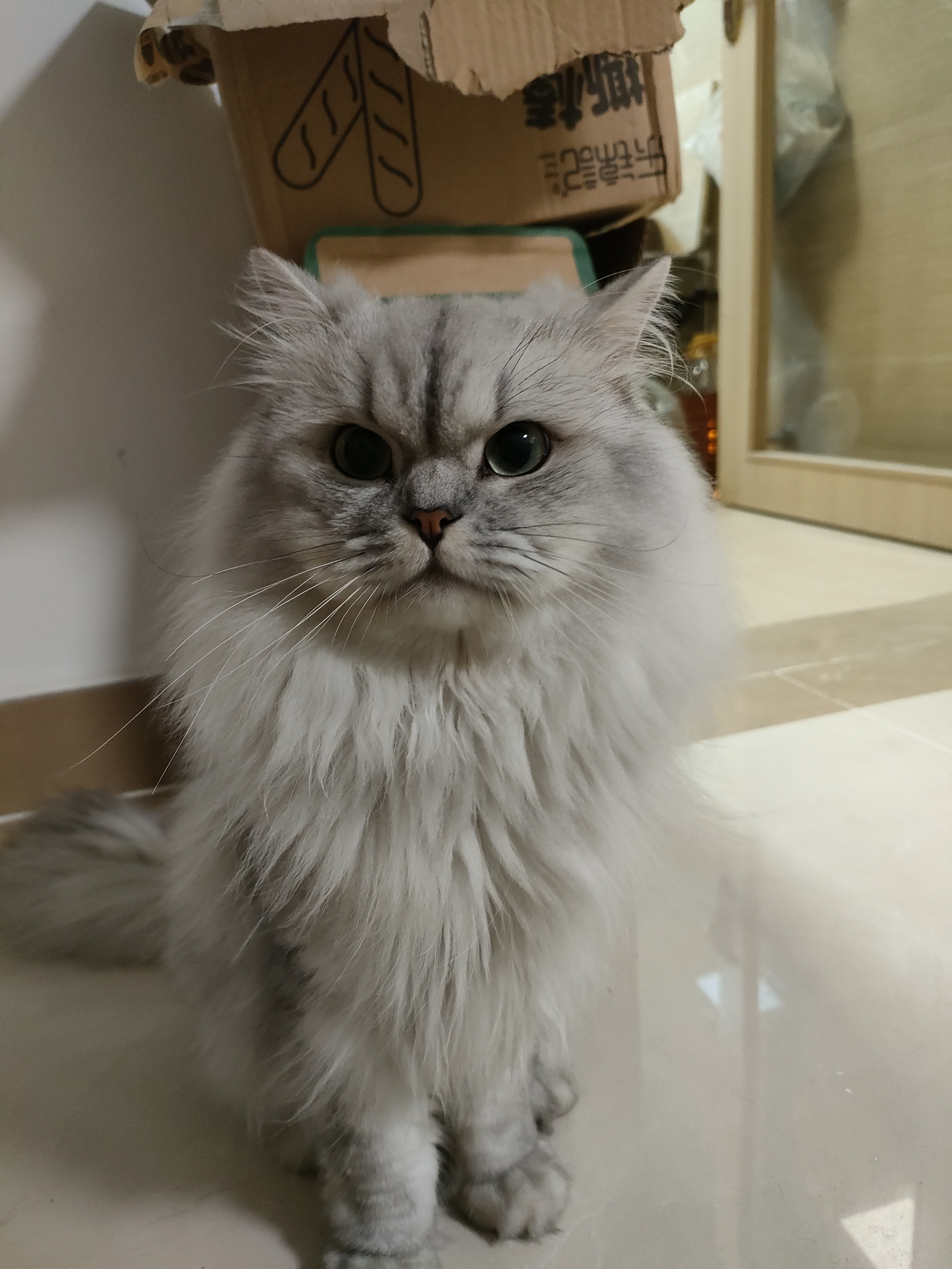 宠熙猫粮 鲜肉猫粮高蛋白C42无谷全价全阶段成猫幼猫猫主粮 【无冻干添加】鸡肉款1.5kg 实拍图