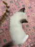 pidan猫砂 豆腐膨润土70%:30%混合1.9kg 实拍图