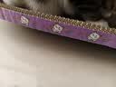 【京东物流】猫抓板磨爪猫窝一体耐磨不掉屑超大号猫玩具猫咪用品 椭圆大号+猫薄荷 实拍图