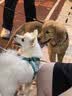 疯狂小狗狗粮柯基金毛中大小型犬幼犬成犬粮通用 牛肉三拼粮2.5kg5斤 实拍图