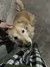 玫斯（metz）全价双拼酥化犬粮全品种成幼犬通用鸭肉梨营养全阶段狗粮 100g 实拍图