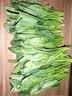 【24小时菜】菠菜苗250g(长度≤20cm) 实拍图