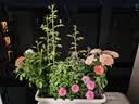美益棵营养土养花种菜通用型40L园艺大包装蔬菜多肉盆栽绿植有机泥炭土 实拍图