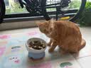 憨憨宠猫零食冻干桶猫咪零食成猫冻干鸡胸肉鱼鸭肉猫粮宠物猫狗冻干零食 精装鸡肉冻干桶500g 实拍图