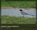 松下【12期免息】70-300mm 全画幅微单相机远摄变焦镜头（Panasonic）(S-R70300）L卡口 风光运动旅行 实拍图